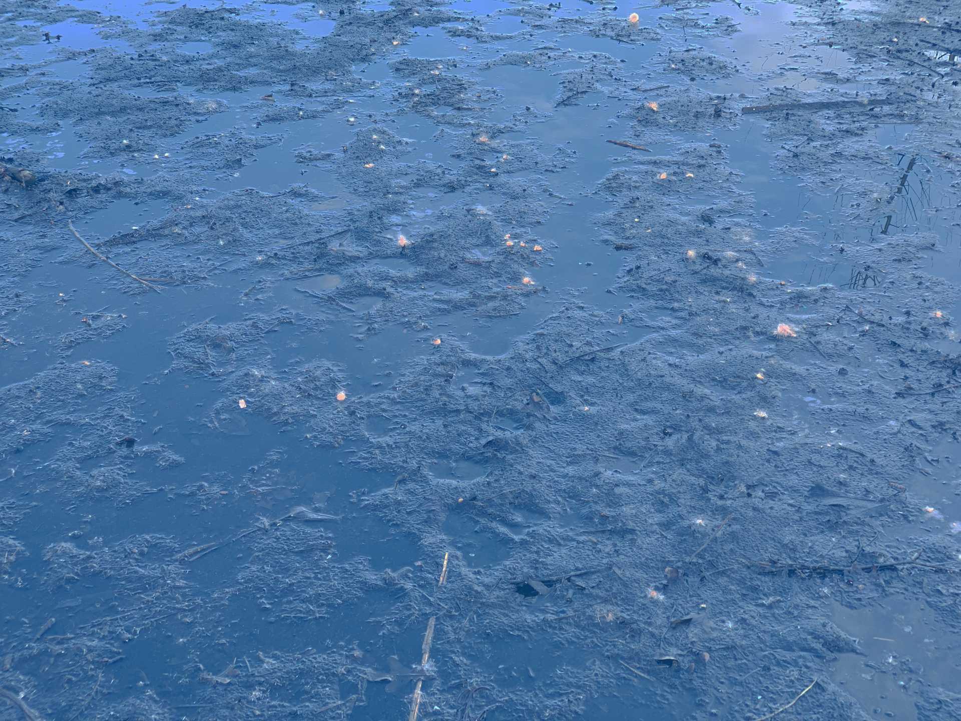 pond